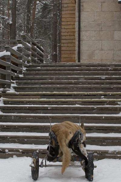 Trepes uz augšu Tošam ir... Autors: Fosilija Nevienam nevajadzīgie