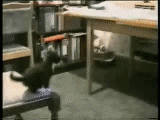 Autors: nonie Gif gif gif