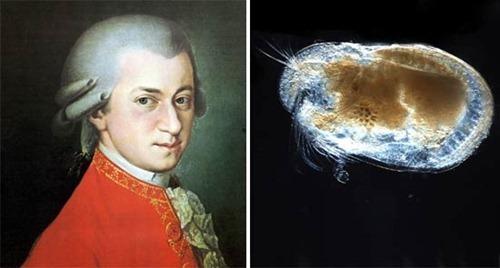 Bishopina Mozart Šo sugu... Autors: elements Dzīvnieki, kurus nosauca slavenību vārdos.