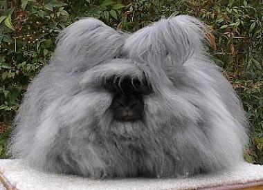 4 Angoras trusis Angora Rabbit Autors: VinijsPūks 25 pasaules jocīgākie dzīvnieki