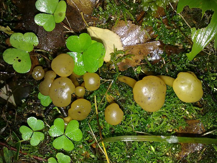 šitās ar neņēmām bet... Autors: LNT Degpunkts Rudens - sēņu laiks