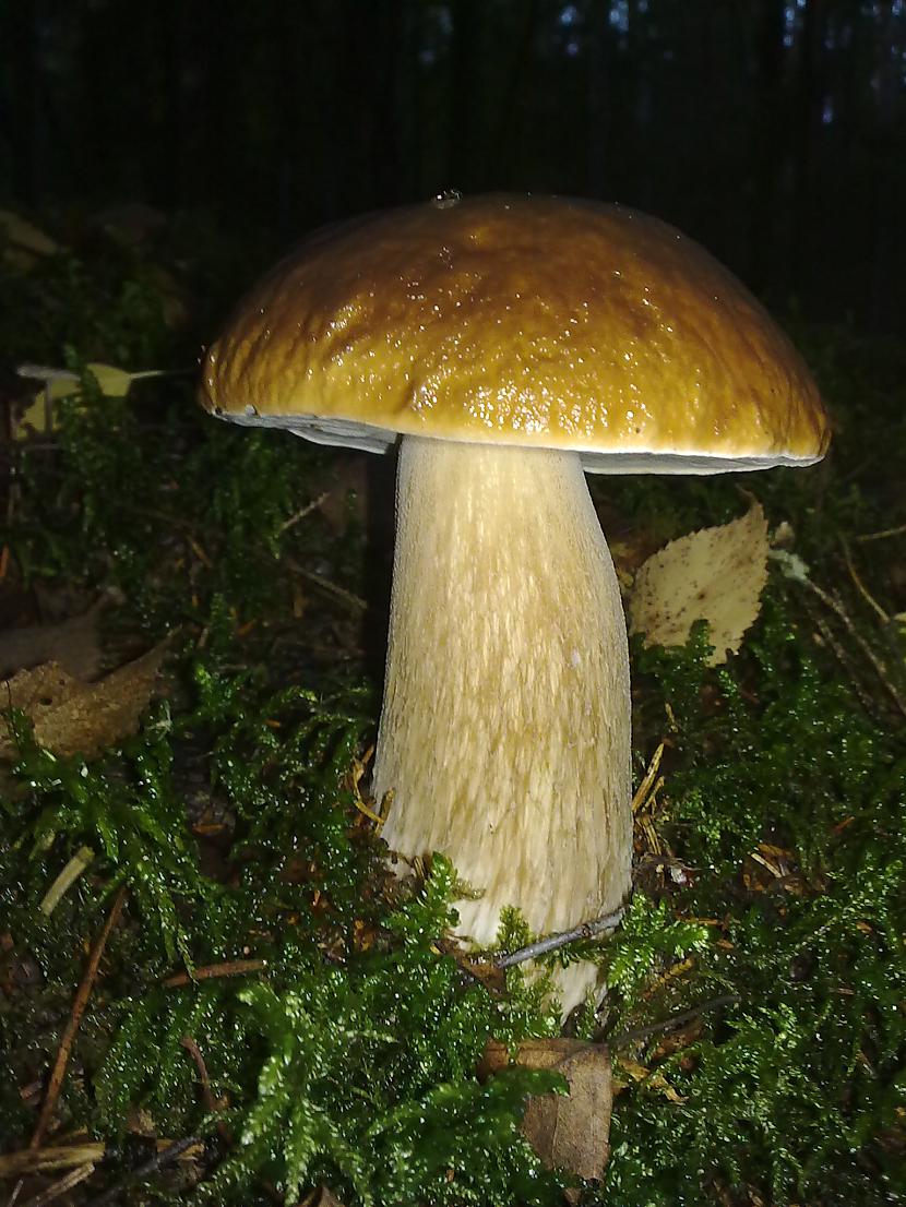 Autors: LNT Degpunkts Rudens - sēņu laiks