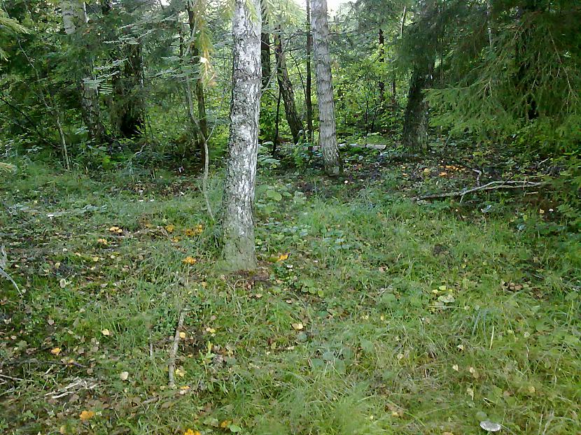 tas bija skaists gaileņu lauks Autors: LNT Degpunkts Rudens - sēņu laiks