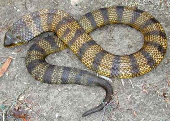 Tiger Snake Tīģerčūska... Autors: qfd2 10 indīgākās čuskas pasaulē.