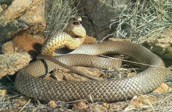 Eastern Brown Snake Austrumu... Autors: qfd2 10 indīgākās čuskas pasaulē.