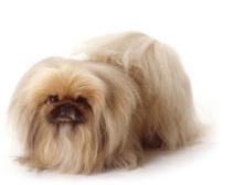 Pekinietis Autors: littlebeeryy Populārākās suņu šķirnes Latvijā