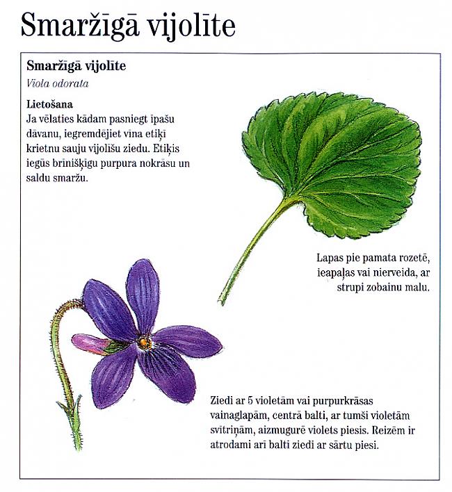 Autors: rasiks Neslinko sagādāt prieku.