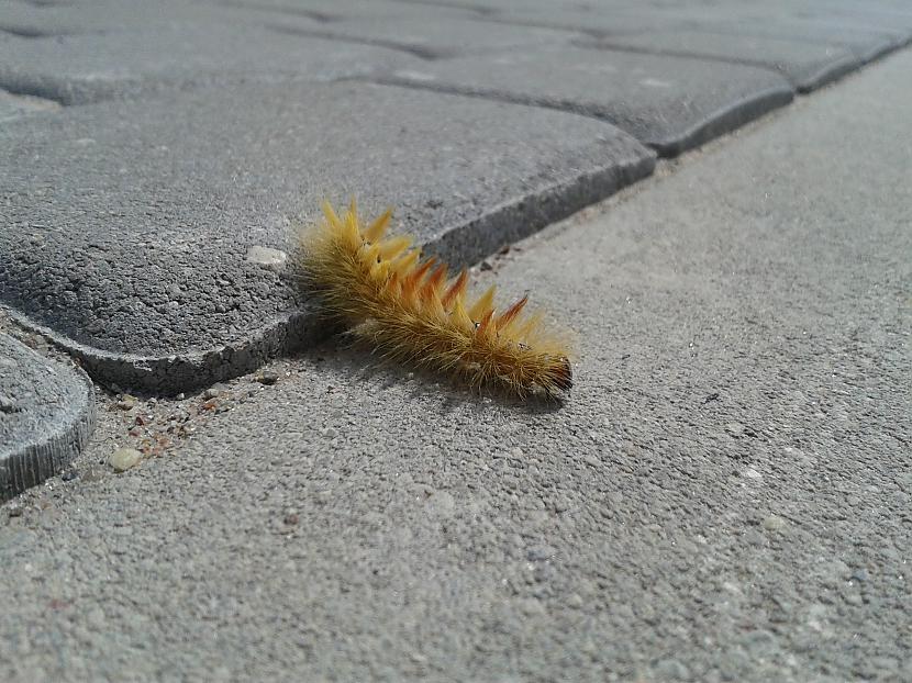 Tik elastīgs kā sasalis... Autors: FiicHa Esi sastapis ko tādu?