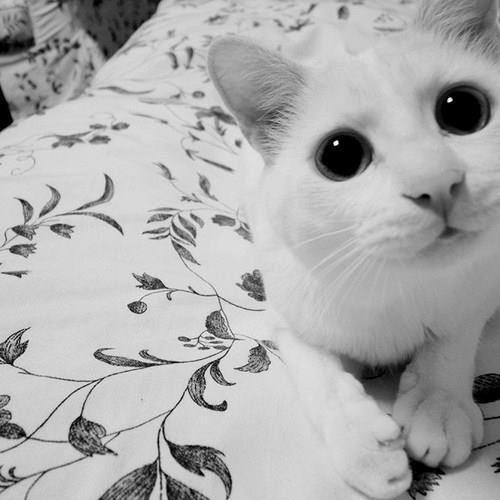 Black and White 4