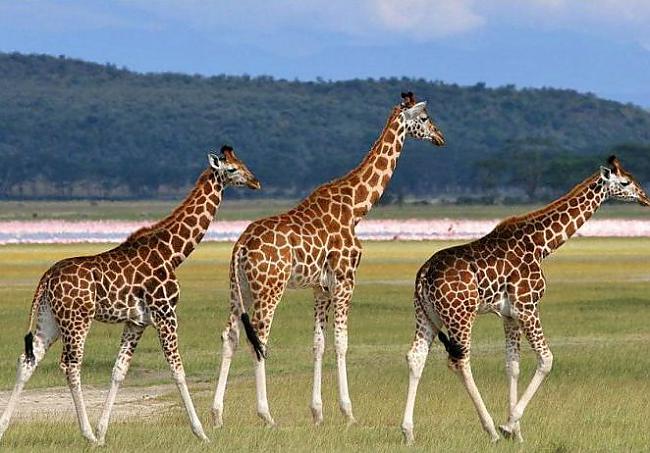 Žirafēm nav balss saites Autors: Ķazis 15 interesanti fakti.