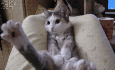 Mans favorītsnbspzviega Autors: EsesmuBeta Kaķu gifi, kas uzlabos garīgo!