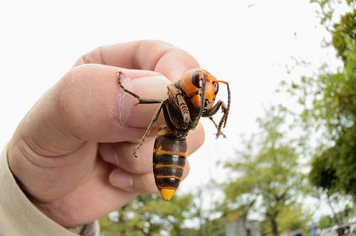 Inde no Japāņu milzu... Autors: Trakais Jēgers ŠAUSMINOŠAS lietas, kuras varbūt labāk nezināt