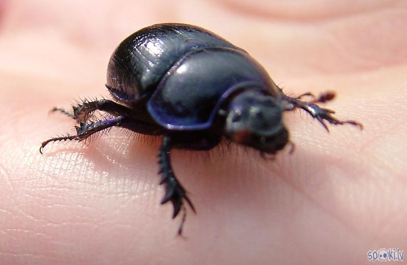 Autors: Strāvonis Akacene