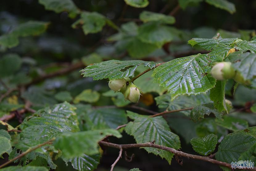 Autors: Strāvonis Lazda