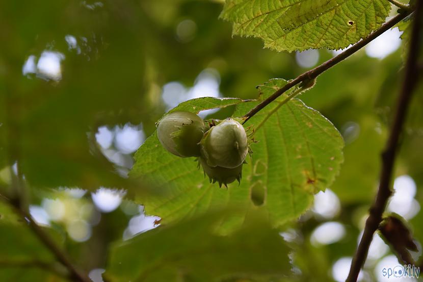 Autors: Strāvonis Lazda