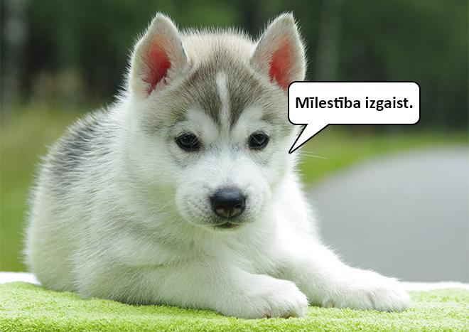 Autors: matilde Dzīvnieku mazuļi atklās tev skarbo dzīves patiesību