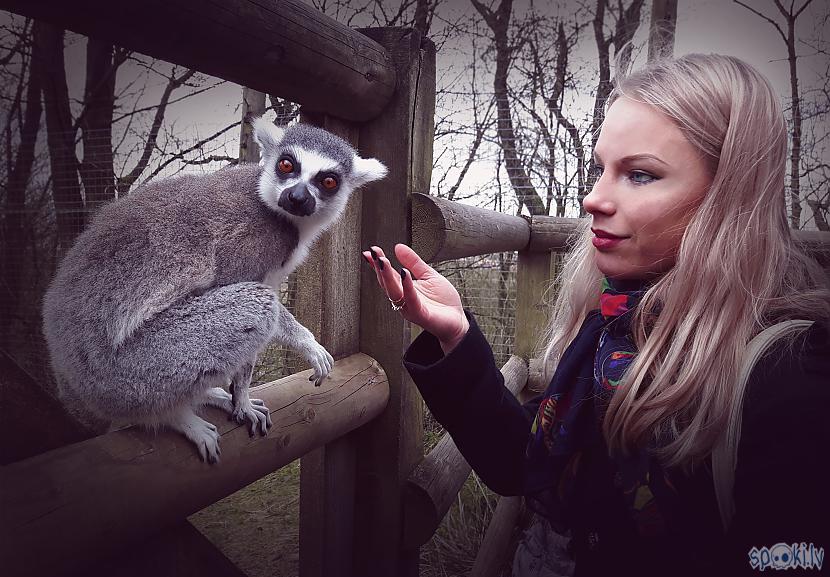 Scaronajā zoodārzā ir... Autors: The Travel Snap Unikāls zoodārzs pilsdrupās!