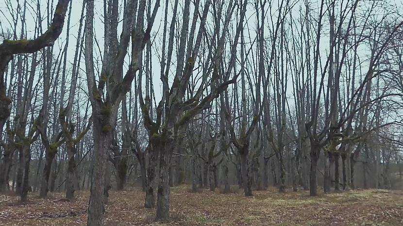Autors: Ervīna video blogs Muižas drupas, spoku parks un Aklā purva taka.