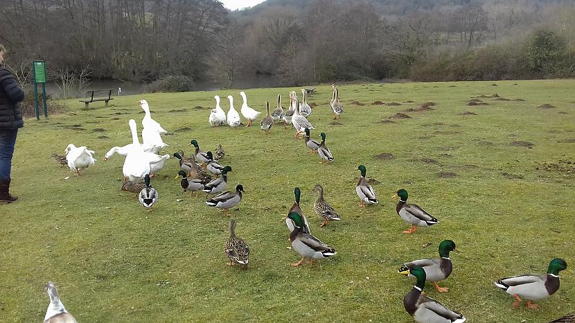 Autors: Griffith Hollybed Common, Malvern, Worcestershire - lauku reģions.