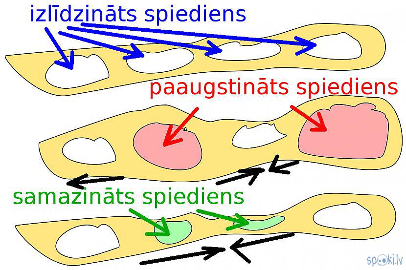 Autors: Strāvonis Mausuak kustība