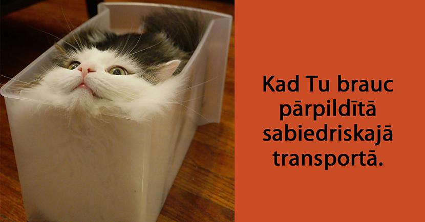 Autors: matilde 24 attēli, kas pierāda to, ka mājdzīvnieki ir tie paši cilvēki tikai ar kažoku