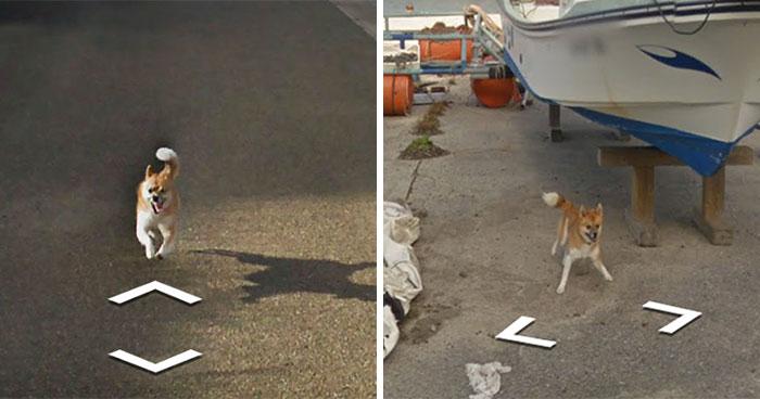 Skaties un izbaudi suņa... Autors: matilde Skaties kā Japānā kāds suns centās noķert «Google Street View» automašīnu