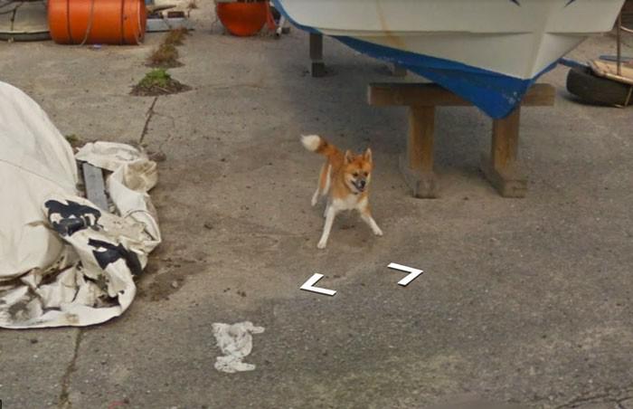 Autors: matilde Skaties kā Japānā kāds suns centās noķert «Google Street View» automašīnu
