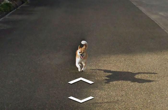 Autors: matilde Skaties kā Japānā kāds suns centās noķert «Google Street View» automašīnu