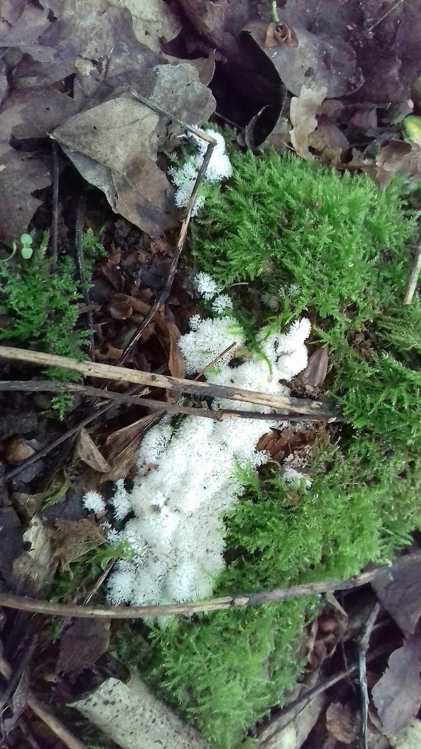 Autors: Griffith Pēdējā maija diena, 31.5.18