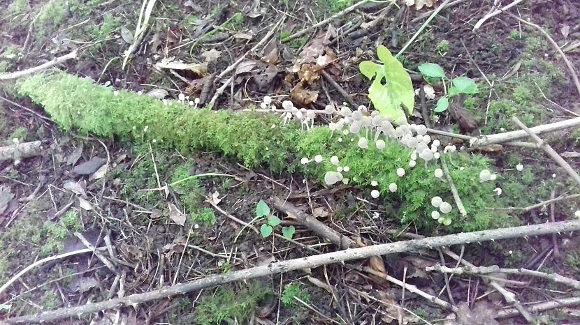 Autors: Griffith Pēdējā maija diena, 31.5.18
