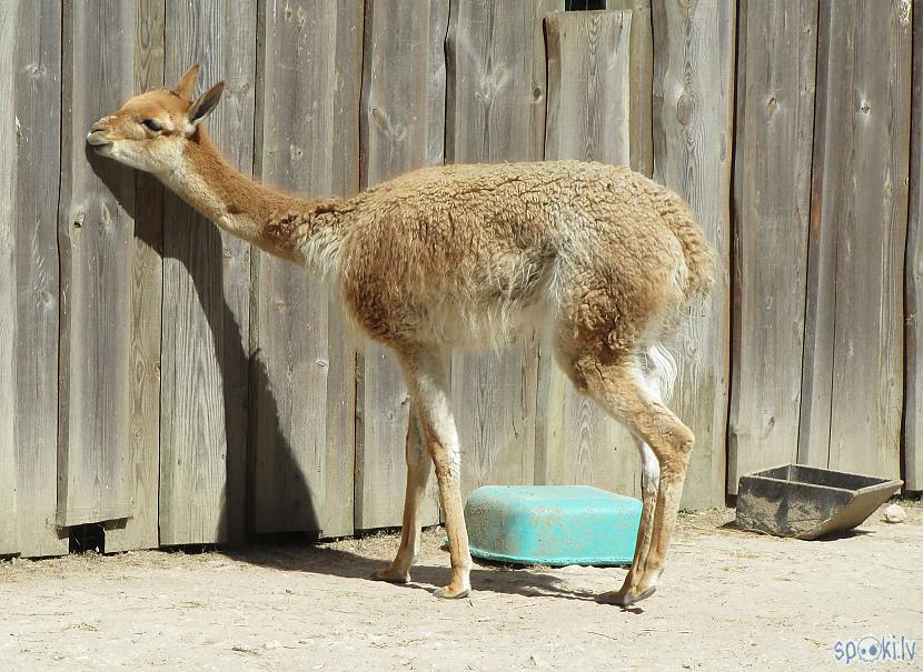 Autors: pyrathe Rīgas ZOO (svētdienas pastaiga)