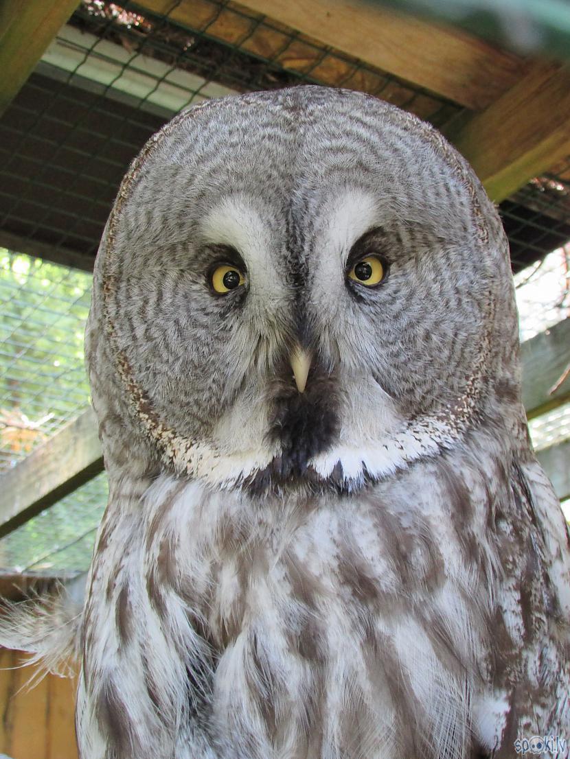 Autors: pyrathe Rīgas ZOO (svētdienas pastaiga)
