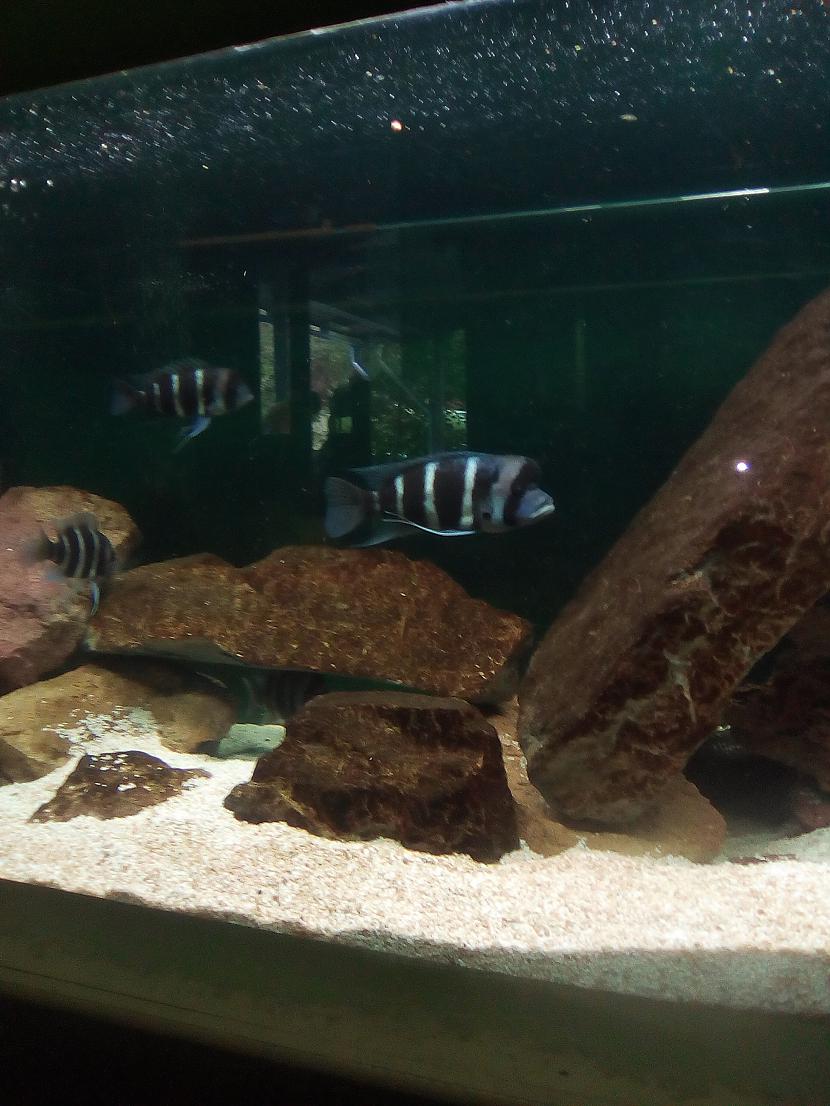 Autors: Drakonvīrs Atkal Rīgas Zooloģiskajā dārzā