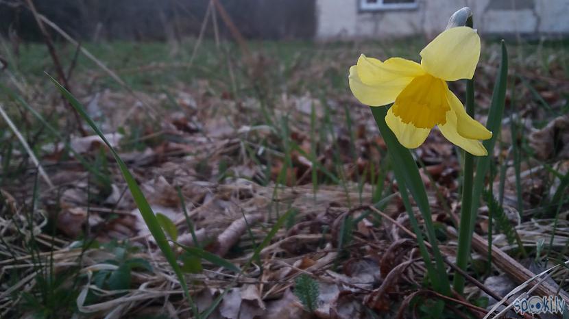 Autors: cikonia Daži dabasskati :)