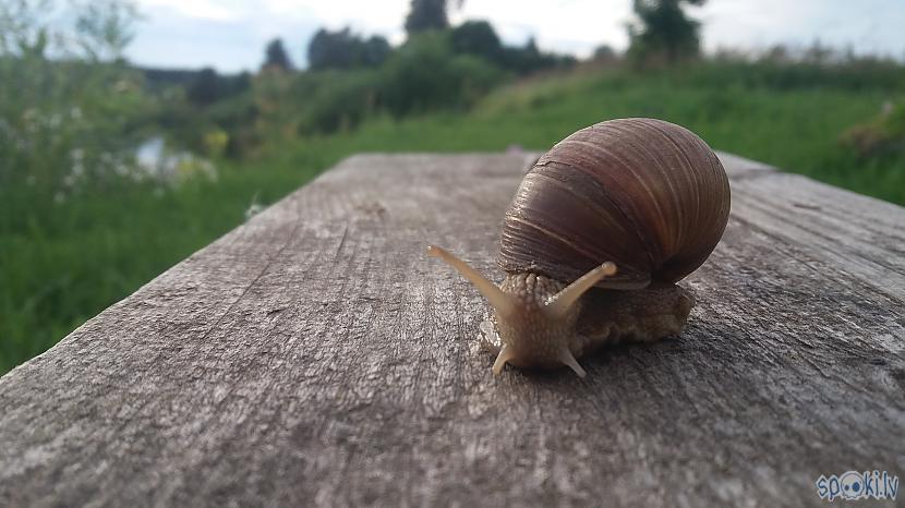 Autors: cikonia Daži dabasskati :)
