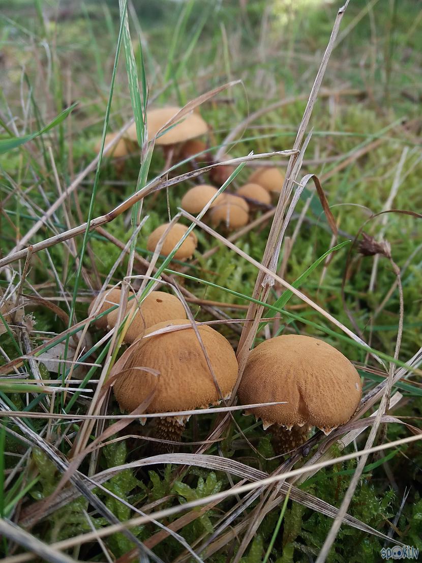 Autors: cikonia Daži dabasskati 2