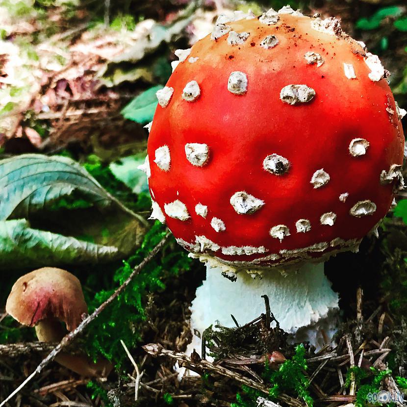 Autors: komunists Sveiciens visiem sēņotājiem!
