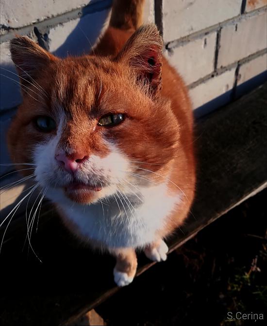 Foto mirkļi
