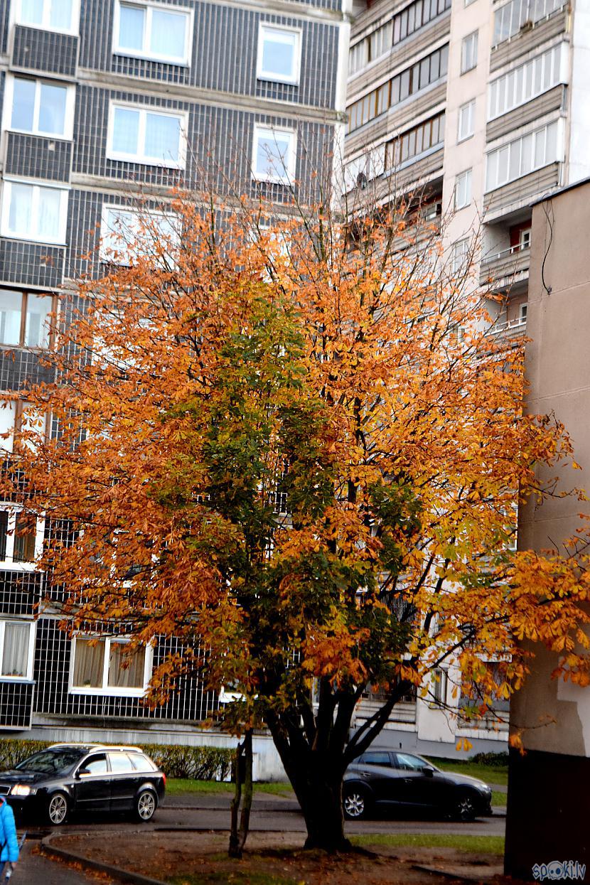 Autors: Strāvonis Rīga, mikrorajons