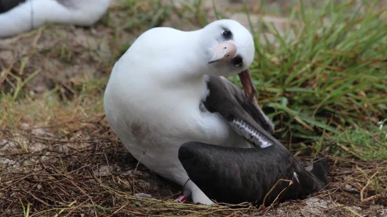 FotonbspUSFWSPēcnbspStarptautiskās dabas un dabas resursu aizsardzības savienībasnbspIUCN datiem albatrosu dzimtā ir 22 sugas no kurām 19 ir apdraudētas Pagātnē albatrosus intensīvi medīja lai iegūtu to spalvas Toties mūsdienās ligzdoscaronanas salās ir iedzīvojuscaronās ar cilvēkiem scaroneit nonākuscaronāsnbspžurkasnbspunnbspsavvaļas kaķi kas izposta dējumus Kā arī putnus apdraud jūras ūdeņu piesārņojums zivju resursu samazinājums un zvejniecības rīk... Autors: matilde Pasaulē vecākais savvaļas putns 68 gadu vecumā izdējusi vēl vienu olu