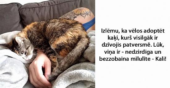 20+ iedvesmojoši stāsti par dzīvniekiem no patversmes. Lasi un iedvesmojies!