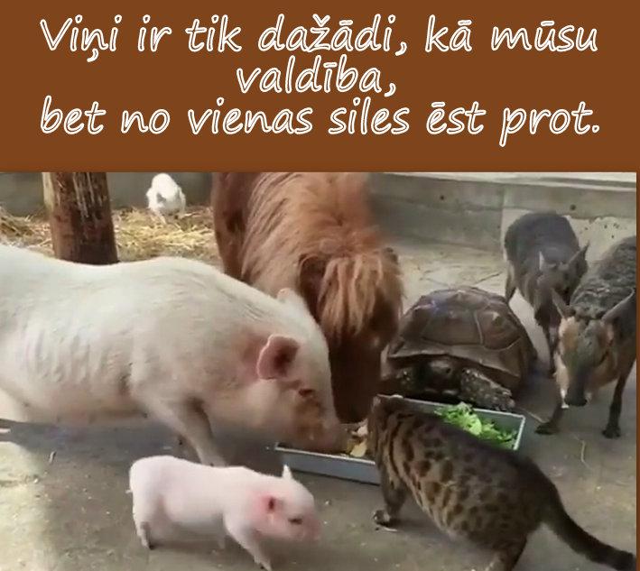 Autors: rasiks Dažādas bildītes