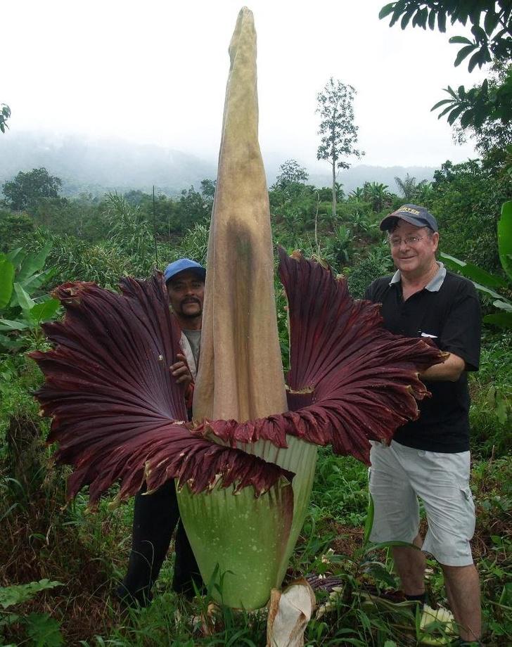 Amorphopallus Titanium ir... Autors: Lestets 22 bildes kā pierādījums, ka daba ir pilna ar noslēpumiem