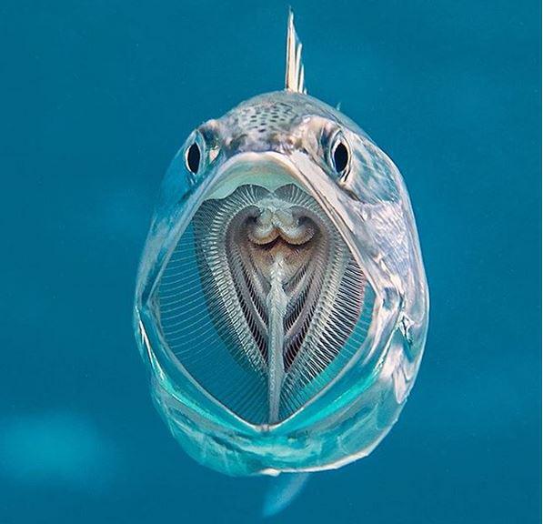 Zivs peldot cauri... Autors: Lestets Iespējams, labākās fotogrāfijas, kuras būsi pēdējā laikā redzējis