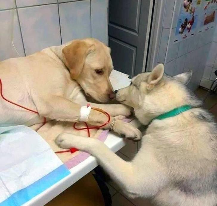 Veterināram ir sunsasistents... Autors: Lestets 20 fotogrāfijas, kas aizķers tavu sirdi