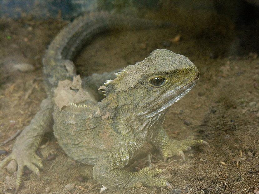 Tuatara 110 gadiTas ir mazs... Autors: Lestets 13 dzīvnieki ilgdzīvotāji