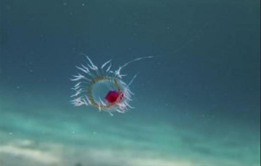 Turritopsis medūza ... Autors: Lestets 13 dzīvnieki ilgdzīvotāji