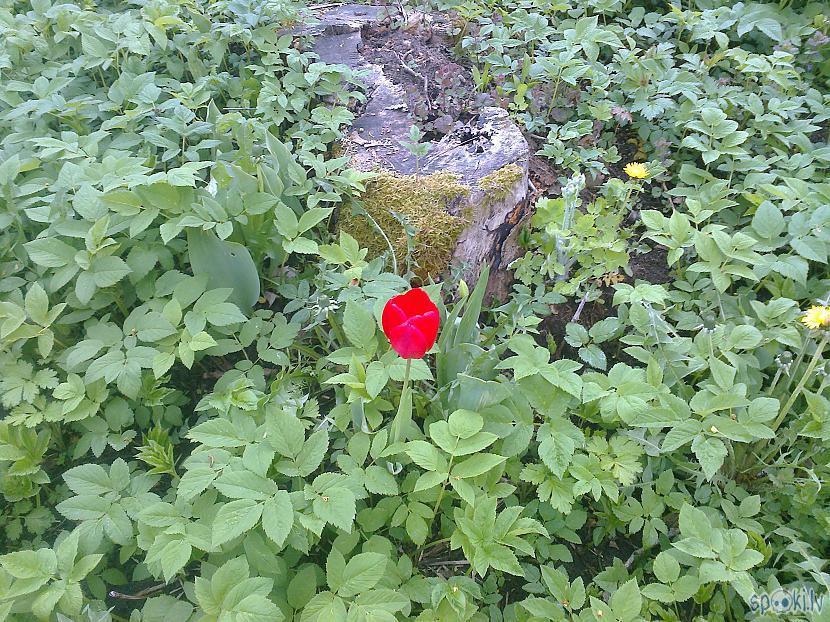 Pa ceļam uz objektu sveicina... Autors: ezkins Un atkal rullējam pa Latviju!