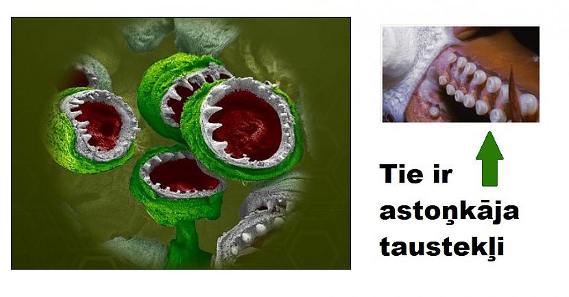 Autors: The Diāna Interesanti: Kā lietas izskatās zem mikroskopa?