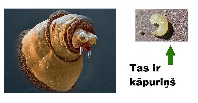 Autors: The Diāna Interesanti: Kā lietas izskatās zem mikroskopa?